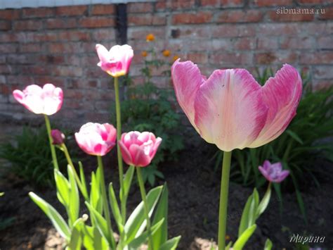 Тюльпаны в нашем саду - Дачный цветник
