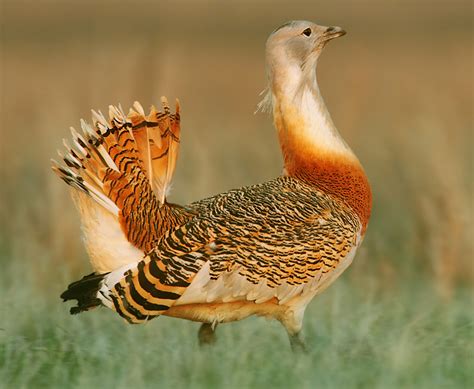 Gustard A26 DAC & Streamer Review | Page 10 | Audio Science Review (ASR ...