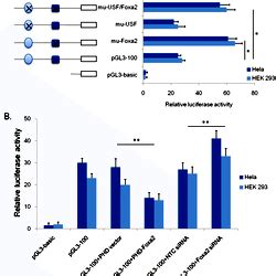 Characterization of the transcription factor binding elements by ... 