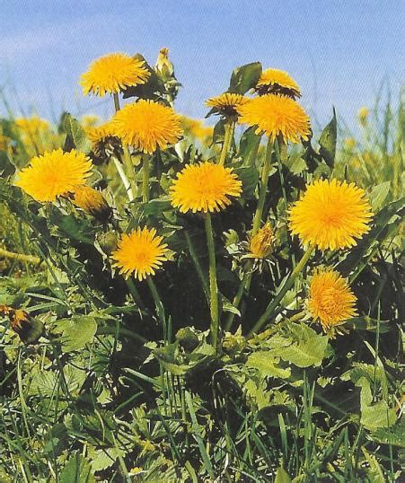 L Wenzahn Taraxacum Officinalis Heilpflanze