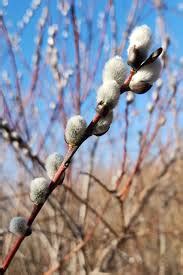 Native Pussy Willow Salix Discolor Plant Buying Collective