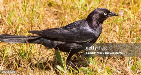 131 Black Crow Bird Stock Photos High Res Pictures And Images Getty