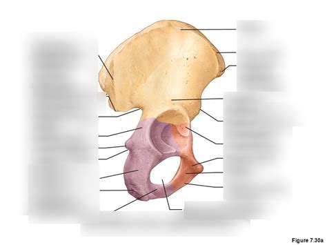 Pelvis Ischium And Pubis Lateral View Diagram Quizlet