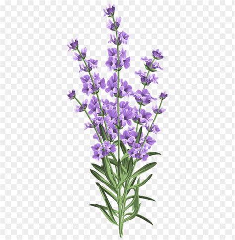 Png Image Of Lavender Flower With A Clear Background Image Id