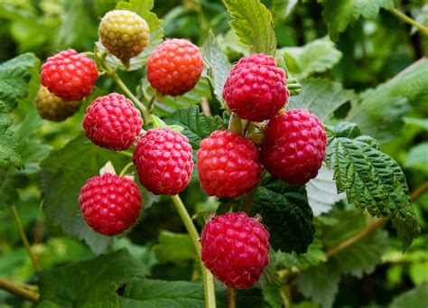 Малина Медвежонок Описание Сорта Фото – Telegraph