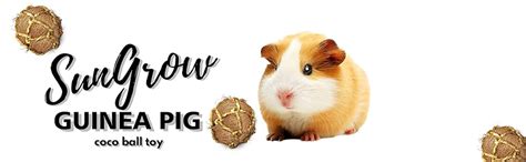 Sungrow Guinea Pig Coconut Fiber Balls Improves Oral