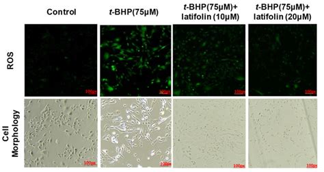 Ijms Free Full Text Anti Skin Inflammatory And Anti Oxidative