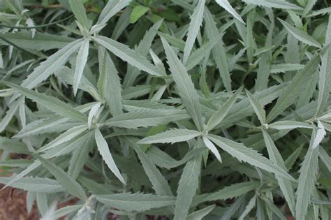 Everything You Need To Know Growing White Sage for Smudging