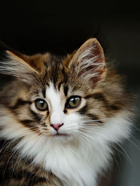 Les 433 Meilleures Images Du Tableau Chat Des Forêts Norvégiennes