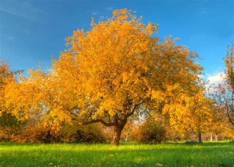 Helping You Make Good Choices For Planting Trees In San Antonio