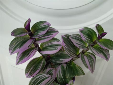 Цветы традесканция зебрина - 66 фото