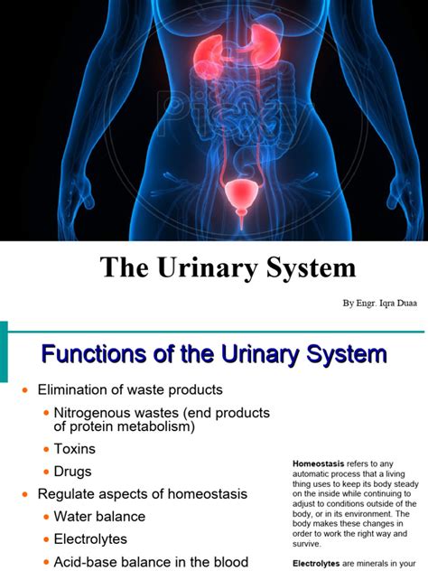 Urinary System | PDF | Kidney | Organ (Anatomy)
