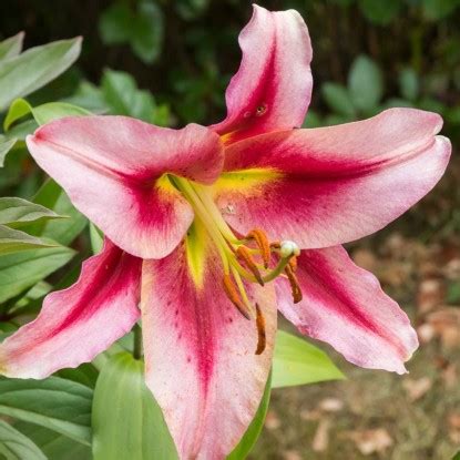 Лилия Претти Вумен - луковицы лилий купить в Москве, с доставкой почтой ...