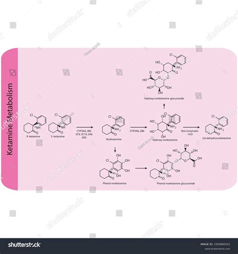 Diagram Showing Metabolism Ketamine Norketamine Metabolites Stock ...