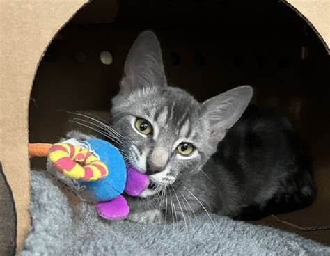 Kaydo the cat is looking for a lovely home in the Vancouver area