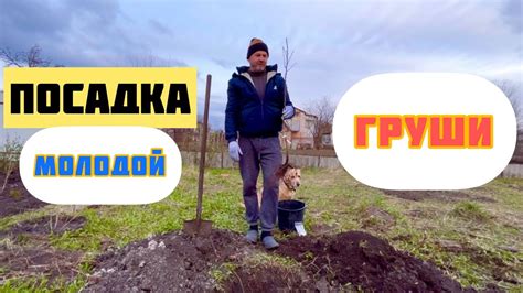 Посадка груши. - YouTube