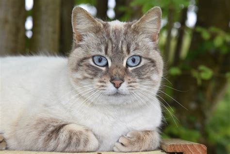 Cat Pussy Feline Pussy Nala Blue Eyes Of Cat Free Image From Needpix