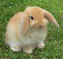 american fuzzy lop wikipedia