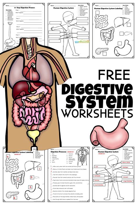 💩 Digestion Experiment - Human Digestive System for Kids