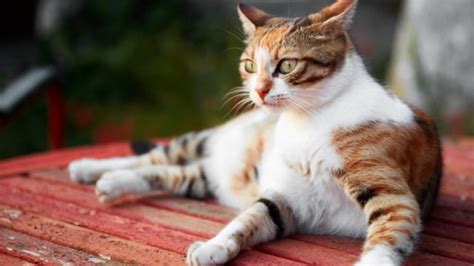Seizures in Cats | PetMD