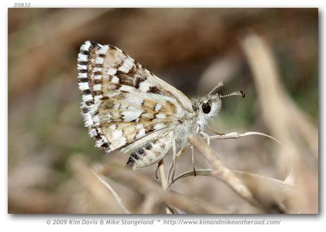 Pyrgus Xanthus Mountain Checkered Skipper