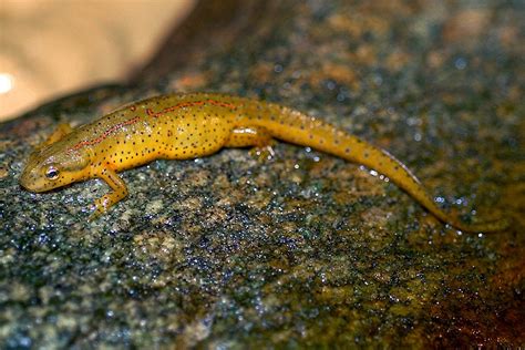 Eastern or Red-spotted Newt | The Maryland Zoo