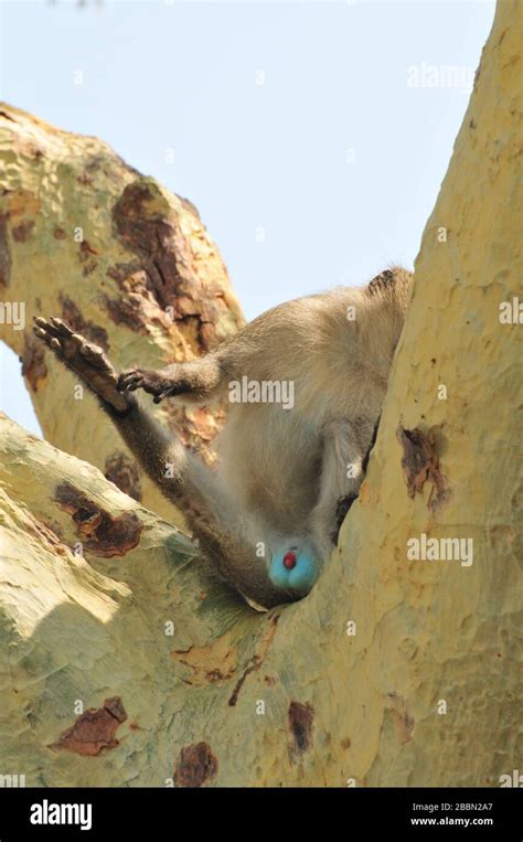 Testículos de animales fotografías e imágenes de alta resolución Alamy