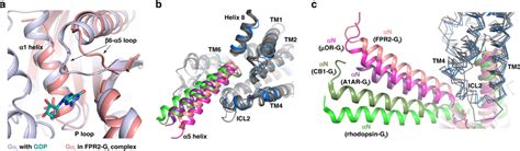 Gi protein in different structures a Structural comparison of Gαi in