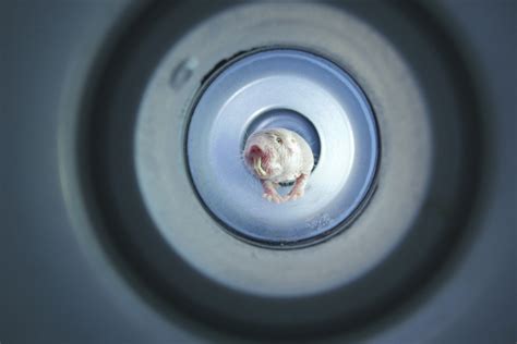 Naked Mole Rat Natures Weirdest Super Hero Taglicht Media Film Fernsehproduktion GmbH