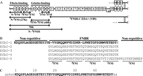 Diagrams Of Fn And Fn Fragments The Fn Binding Region Of The F