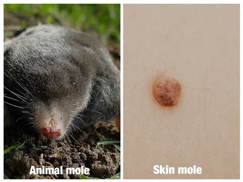 mole animal skin