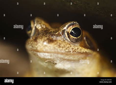 European Common Brown Frog Stock Photo Alamy