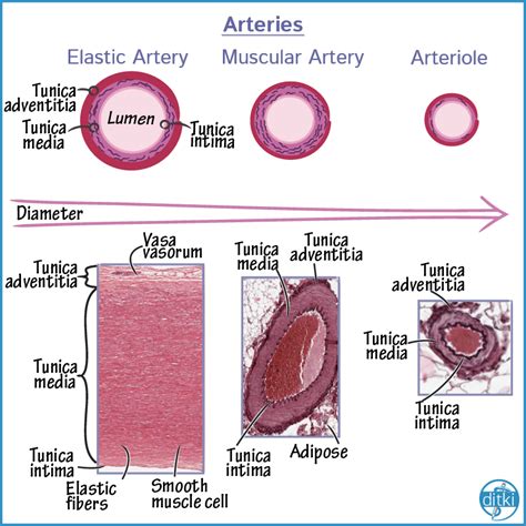 Artery Histology Artofit