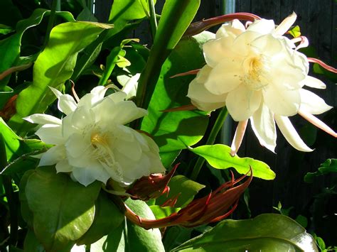 Amazon.com : Orchid Cactus Epiphyllum Oxypetalum (White) One pc Leaf