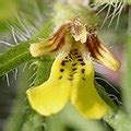 Category:Close-ups of Ajuga flowers - Wikimedia Commons