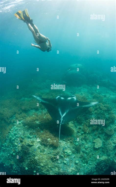 A large manta ray cruises over a coral reef in Raja Ampat, Indonesia
