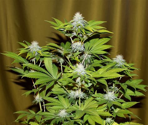 Bubba Kush - Feminized - Southern Oregon Seeds