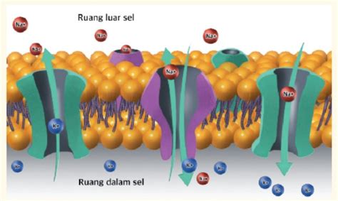 soal biologi kelas  kurikulum merdeka bab  pergerakan zat melalui