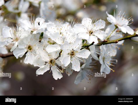 Cherry Plum Myrobalan Plum Prunus Cerasifera Kirschpflaume