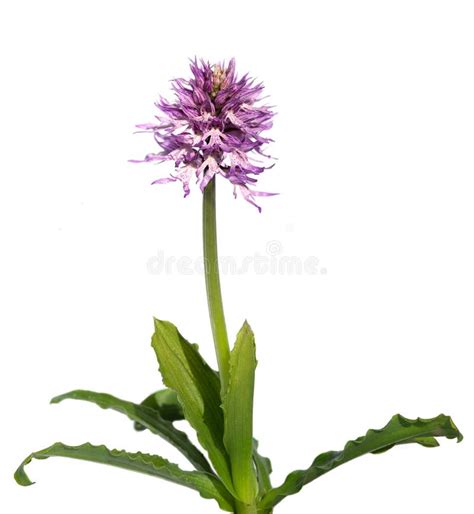Naked Man Orchid Flowers Orchis Italica Stock Image Image Of Isolated Flower
