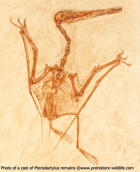 Pterodactylus Pictures & Facts - The Dinosaur Database