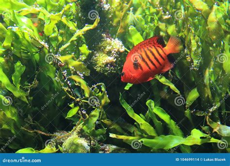 Flame angelfish stock photo. Image of animal, centropyge - 104699114