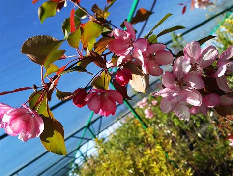 Яблоня гибридная "Rudolph" (Рудольф): купить саженцы в Москве ...