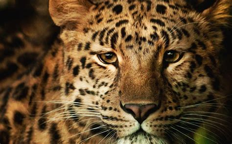 Leopard Hd Wallpaper High Resolution Free Download