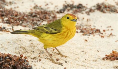 Yellow Warbler Profile Facts Female Song Traits Nest