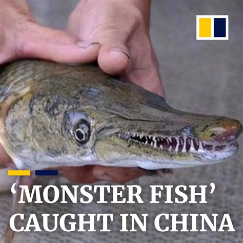 South China Morning Post On Twitter This Monster Fish With Razor