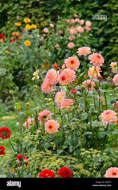 Autumn Dahlias Hi Res Stock Photography And Images Alamy