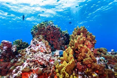 diving sites  saba caribbean scuba dive reviews  divezone