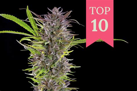 Top 10 High-Yielding Outdoor Cannabis Strains - RQS Blog