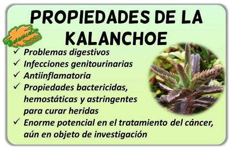 Beneficios Y Usos Medicinales De La Kalanchoe Daigremontiana